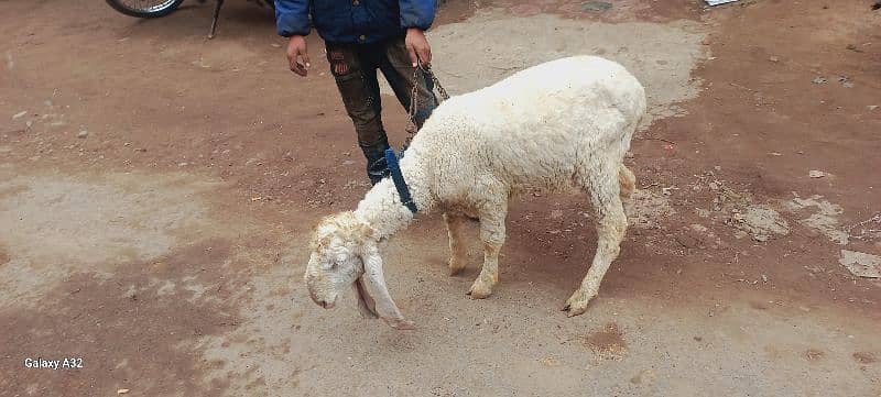 Al-Munir goats farms 7