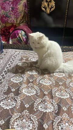 persian domestic cat 0