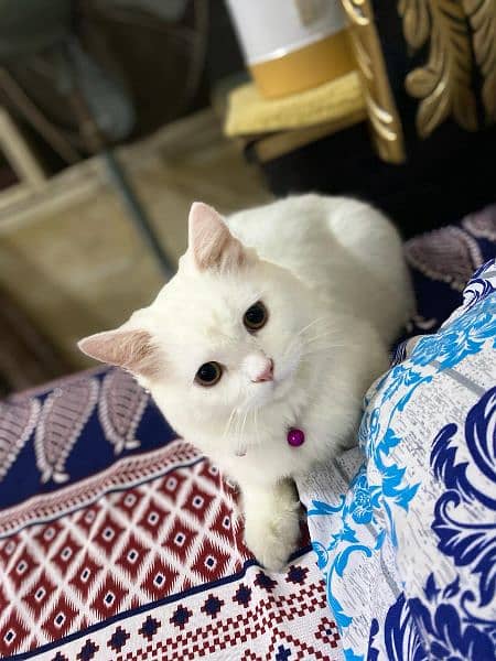 persian domestic cat 3