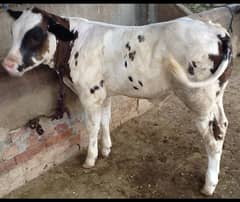 COW FARM ANIMALS FOR SALE