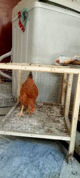 hen chicks for sale 2