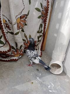 high flyer pigeon male for sale 0