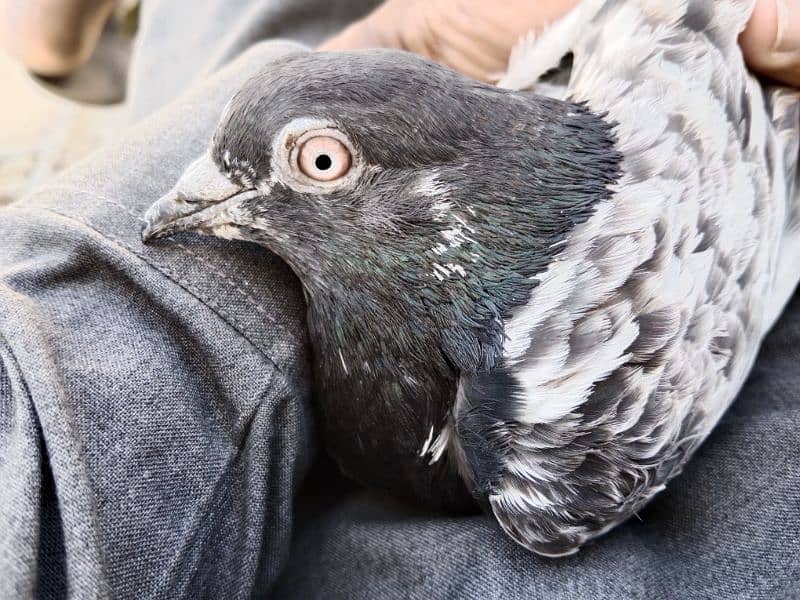 high flyer pigeon male for sale 1