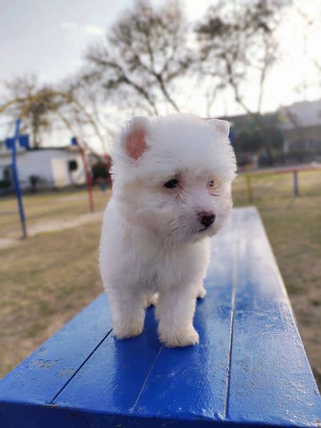 PURE WHITE POODLE PUPPY TOP QUALITY TOY BREED in cheap PRICE 0