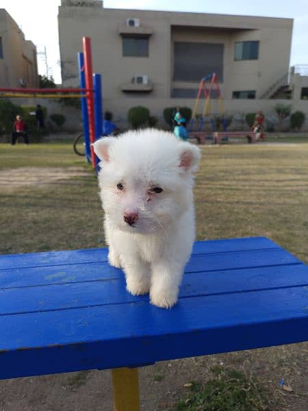 PURE WHITE POODLE PUPPY TOP QUALITY TOY BREED in cheap PRICE 3