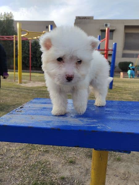 PURE WHITE POODLE PUPPY TOP QUALITY TOY BREED in cheap PRICE 4