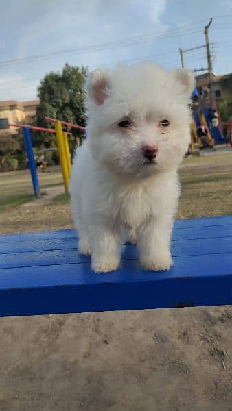 PURE WHITE POODLE PUPPY TOP QUALITY TOY BREED in cheap PRICE 1