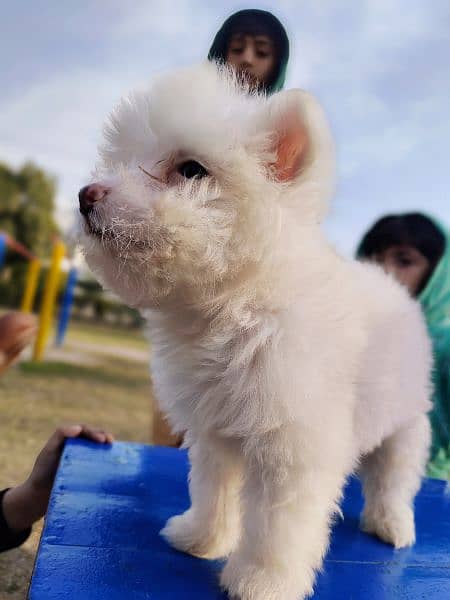 PURE WHITE POODLE PUPPY TOP QUALITY TOY BREED in cheap PRICE 5