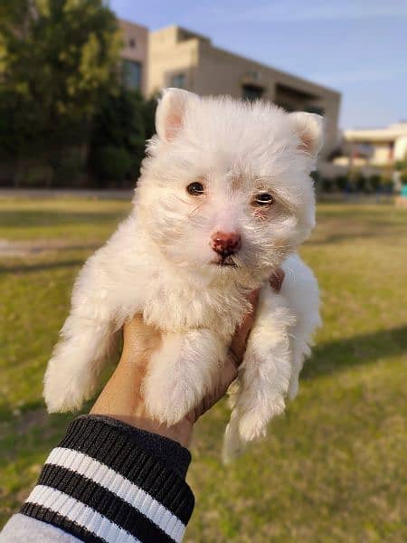 PURE WHITE POODLE PUPPY TOP QUALITY TOY BREED in cheap PRICE 7