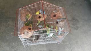 Australian Parrots 07 breading pair and 08 youngers with iron cage