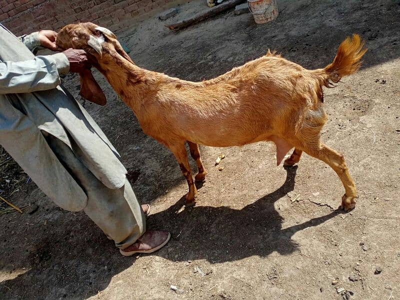 Nagri Goat in shaira print with 2 female baby goats 7