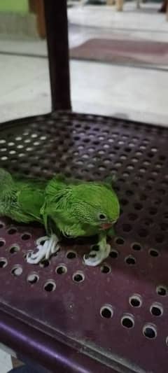 ringneck parrots 3 month k bache hen.