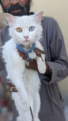 1 female 100 pure turkish angora with male yellow eyes fully friendly