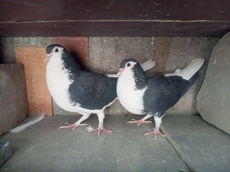 Pair Black Sherazi Pigeon 0