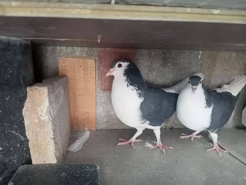 Pair Black Sherazi Pigeon 1