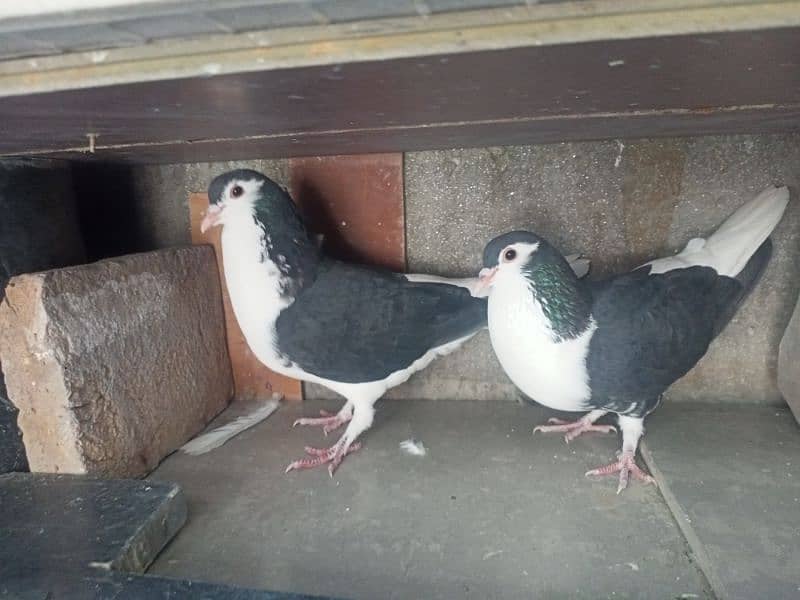 Pair Black Sherazi Pigeon 2