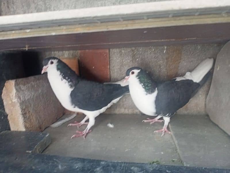 Pair Black Sherazi Pigeon 3