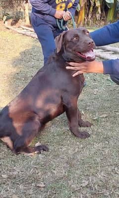 Chocolate Labrador Available for Stud Service