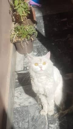 Persian cat age 12 month female. with all accessories  pots bags .