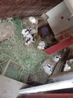 Baby rabbits