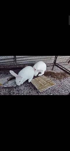 New Zealand white rabbit 4kg breed pair