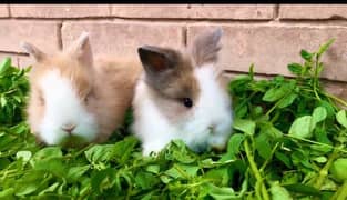 teddy bear dwarf rabbits pair (male and female)