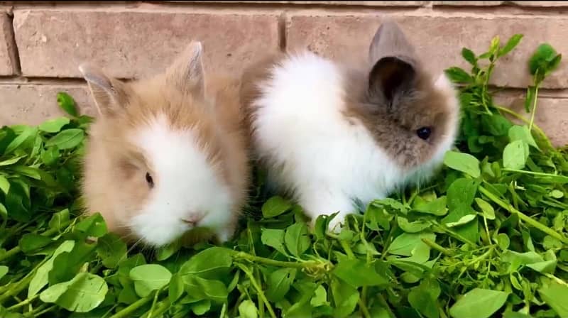 teddy bear dwarf rabbits pair (male and female) 1