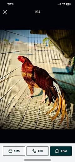 Aseel parrot beak aur Aseel shamo breeder male for sale
