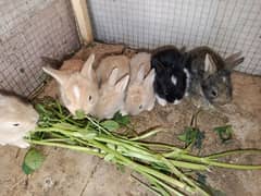 Rabbit Bunnies Pure Angora 0