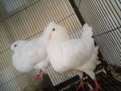 white king breeder pair with chicks n extra males 0