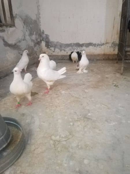 white king breeder pair with chicks n extra males 3