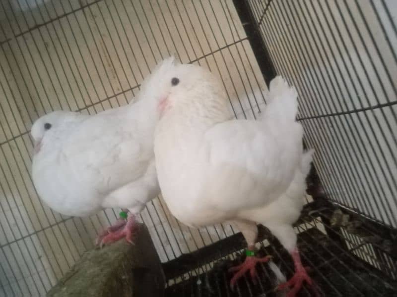 white king breeder pair with chicks n extra males 4