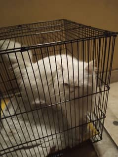 percian cat age 1 year breeder female loving and trained