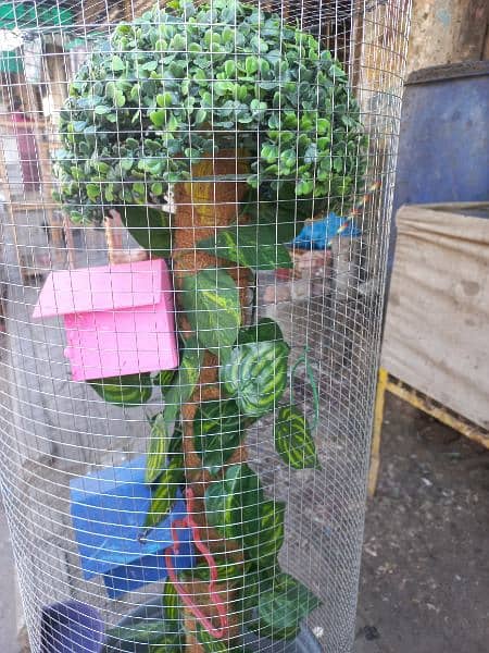 Birds Cage stylish and beautifull for home decor cage for Finch Parrot 3