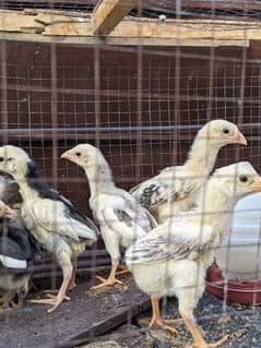 Shamo aseel breeder chicks