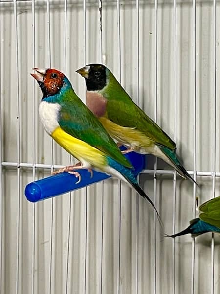 green back gouldian ready to breed pairs common gouldian chicks 0