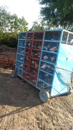High flying pigeons with 4 wheel khoka trolly for sale