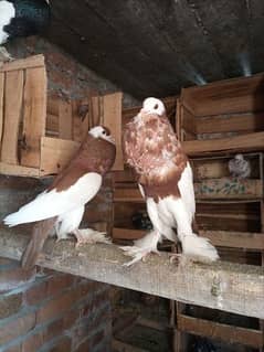 gubbara breeder pair for sale urgent