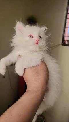pure persion female kitten high quality triple long coat blue eyes