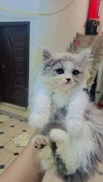 pure persion female kitten high quality triple long coat blue eyes 1