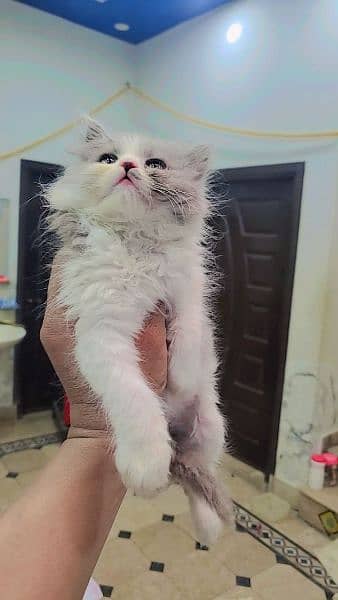 pure persion female kitten high quality triple long coat blue eyes 2