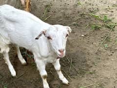 Teddy Bakri Goat