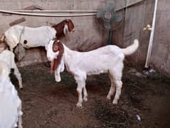babe goat