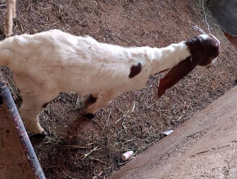 babe goat 3