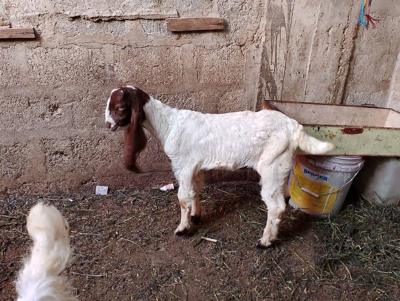 babe goat 5