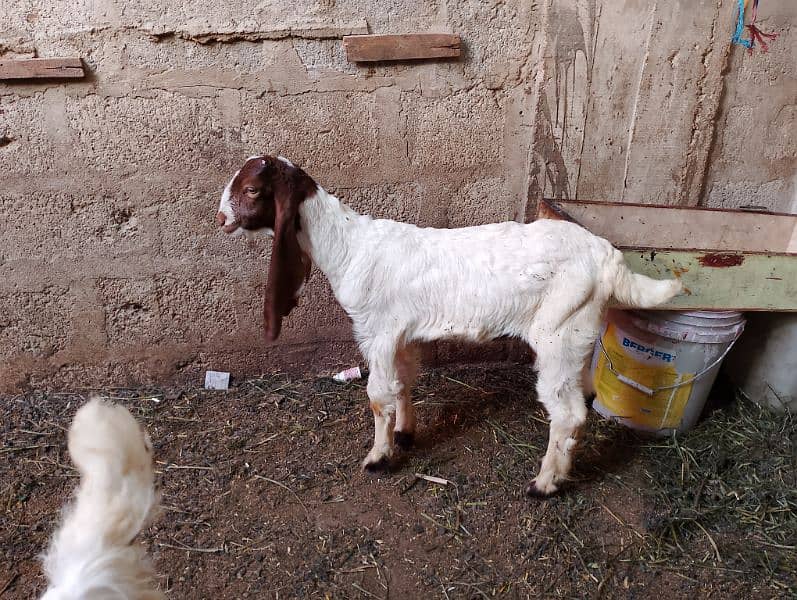 babe goat 6