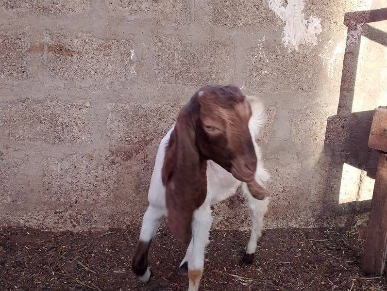 babe goat 10