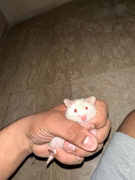 hamster for sale 1