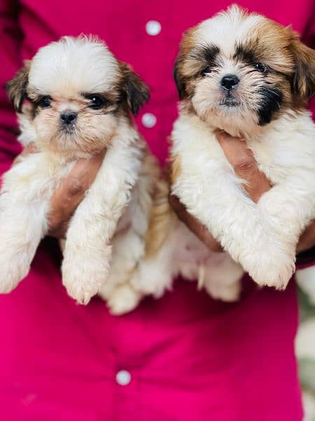 Top Quality Shihtzu Puppies looking For New Caring Homes 0