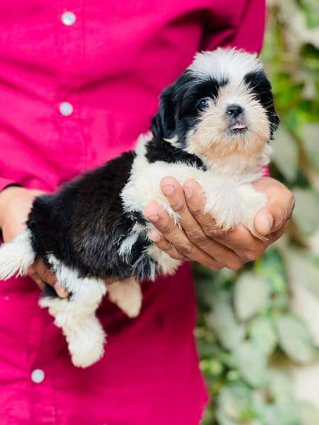 Top Quality Shihtzu Puppies looking For New Caring Homes 1